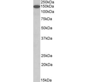 Western Blot - Anti-CNTN1 Antibody (A82703)