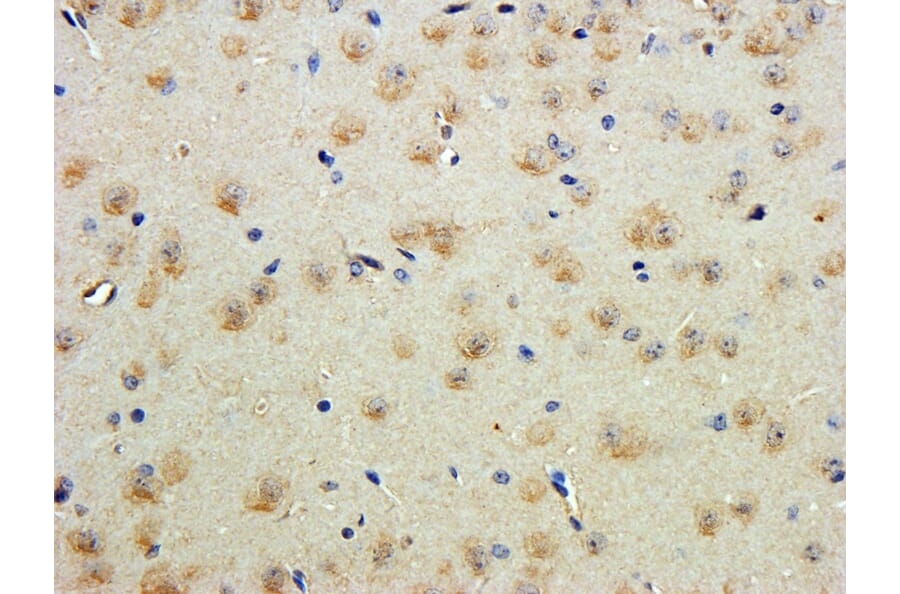 Immunohistochemistry - Anti-Contactin 1 Antibody (A82703) - Antibodies.com