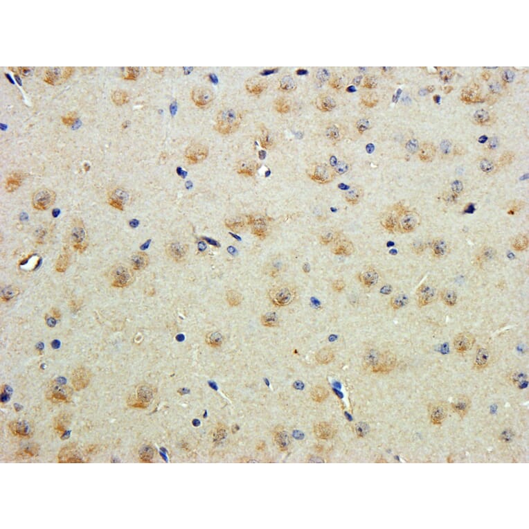 Immunohistochemistry - Anti-Contactin 1 Antibody (A82703) - Antibodies.com
