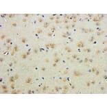 Immunohistochemistry - Anti-Contactin 1 Antibody (A82703) - Antibodies.com