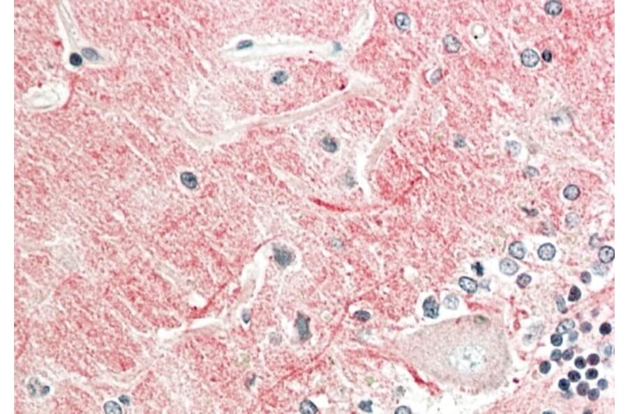Immunohistochemistry - Anti-Contactin 1 Antibody (A82703) - Antibodies.com