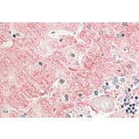 Immunohistochemistry - Anti-Contactin 1 Antibody (A82703) - Antibodies.com