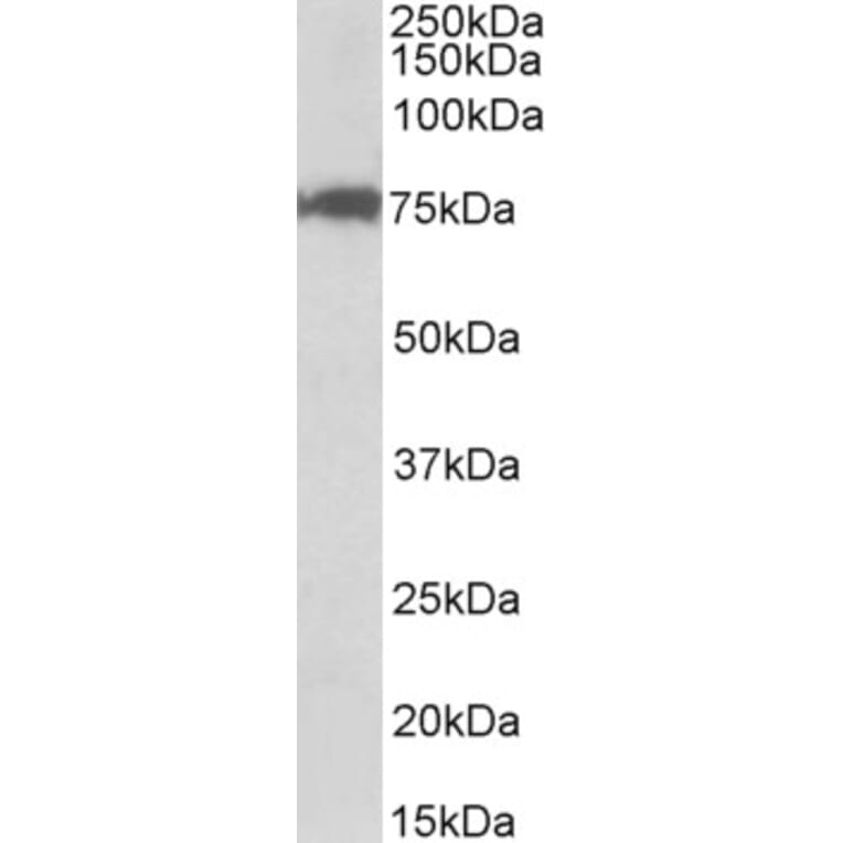 Western Blot - Anti-CSTF3 Antibody (A82706) - Antibodies.com