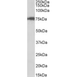 Western Blot - Anti-CSTF3 Antibody (A82706) - Antibodies.com