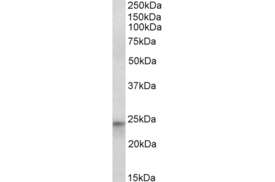 Western Blot - Anti-HES4 Antibody (A82708) - Antibodies.com