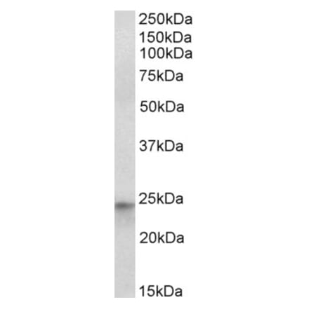 Western Blot - Anti-HES4 Antibody (A82708) - Antibodies.com