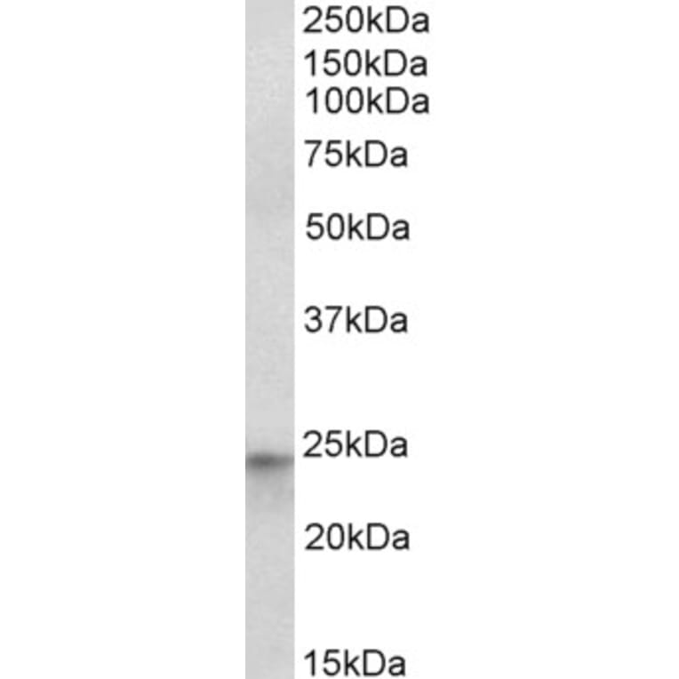 Western Blot - Anti-HES4 Antibody (A82708) - Antibodies.com