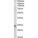 Western Blot - Anti-HES4 Antibody (A82708) - Antibodies.com