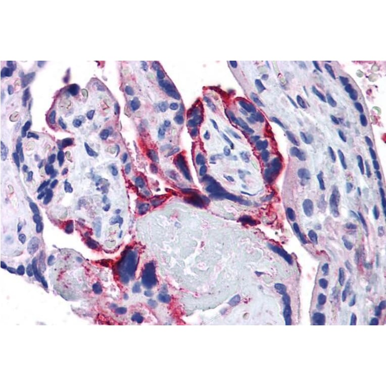 Immunohistochemistry - Anti-APH1A Antibody (A82710) - Antibodies.com