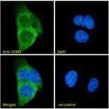 Immunofluorescence - Anti-CCM2 Antibody (A82712) - Antibodies.com