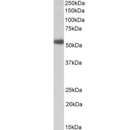 Western Blot - Anti-ADRA1A Antibody (A82714) - Antibodies.com