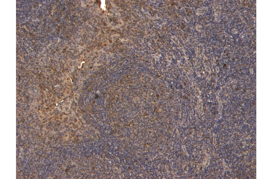 Immunohistochemistry - Anti-CD4 Antibody (A82715) - Antibodies.com