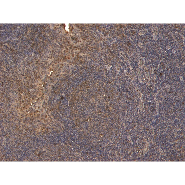 Immunohistochemistry - Anti-CD4 Antibody (A82715) - Antibodies.com