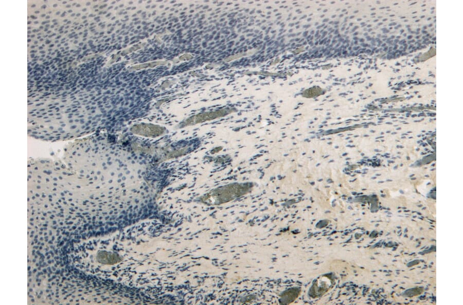 Immunohistochemistry - Anti-CD4 Antibody (A82715) - Antibodies.com