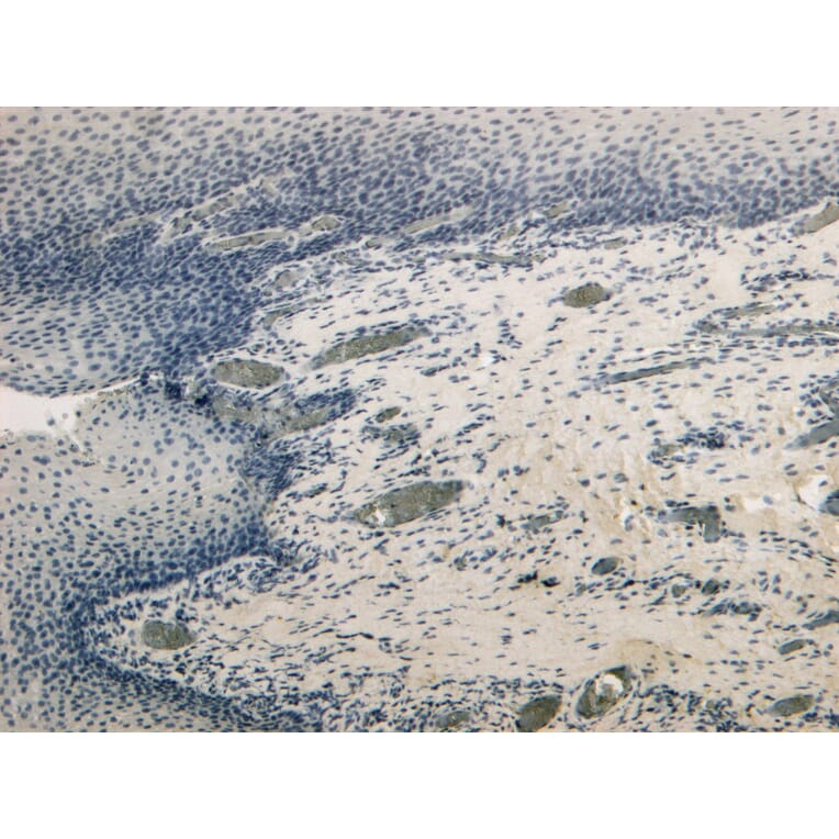 Immunohistochemistry - Anti-CD4 Antibody (A82715) - Antibodies.com