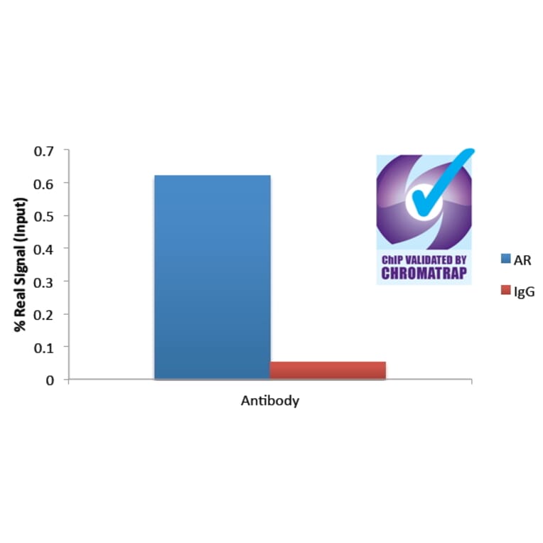 ChIP - Anti-Androgen Receptor Antibody (A82721) - Antibodies.com