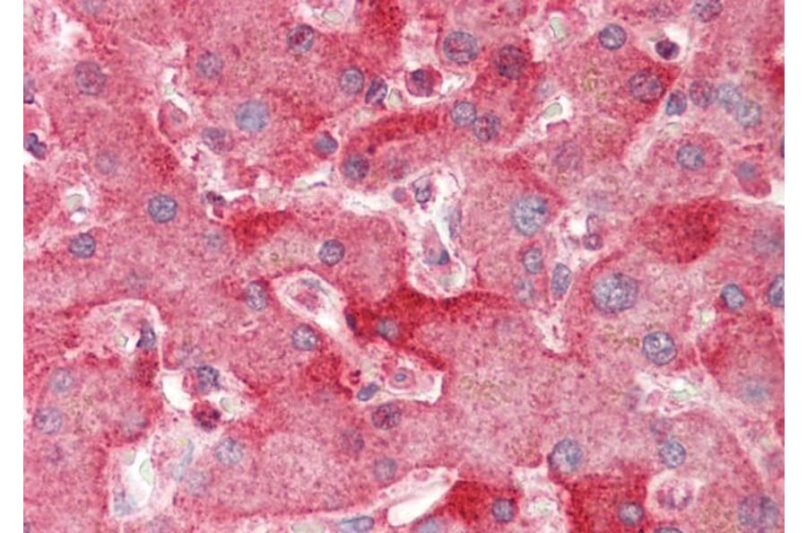 Immunohistochemistry - Anti-ENPP2/ATX Antibody (A82722) - Antibodies.com