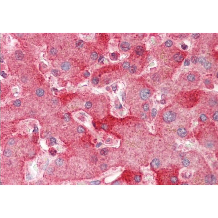 Immunohistochemistry - Anti-ENPP2/ATX Antibody (A82722) - Antibodies.com