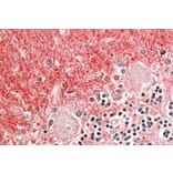 Immunohistochemistry - Anti-GNB3 + GNB4 Antibody (A82723) - Antibodies.com