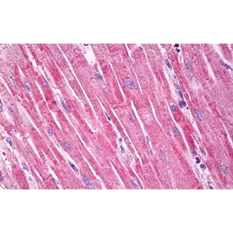 Immunohistochemistry - Anti-DAG1 Antibody (A82725) - Antibodies.com