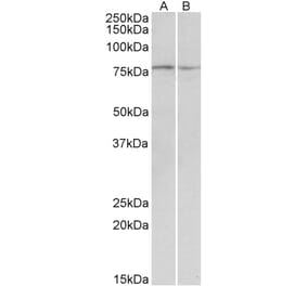 Western Blot - Anti-DAG1 Antibody (A82725) - Antibodies.com