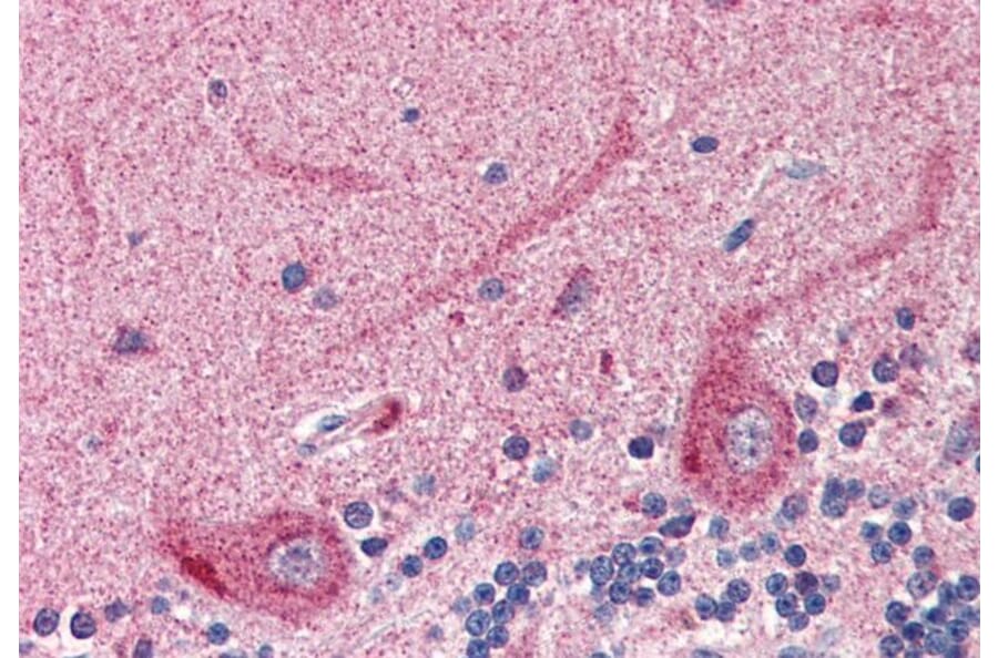 Immunohistochemistry - Anti-24p3R Antibody (A82727) - Antibodies.com