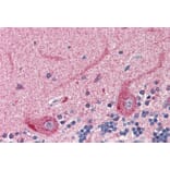 Immunohistochemistry - Anti-24p3R Antibody (A82727) - Antibodies.com