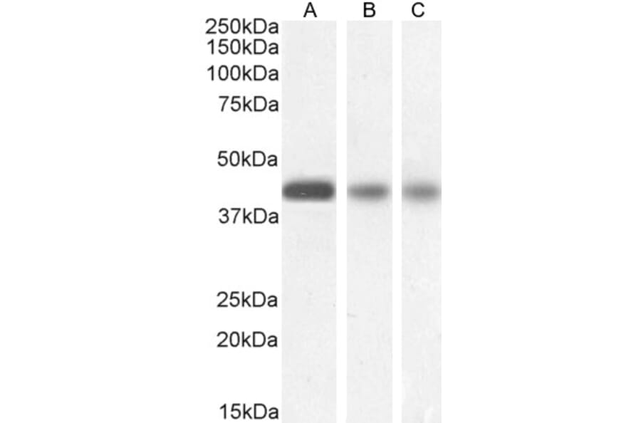 Western Blot - Anti-Septin 3 Antibody (A82728) - Antibodies.com