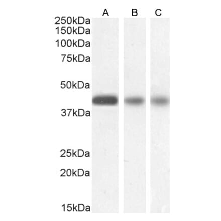 Western Blot - Anti-Septin 3 Antibody (A82728) - Antibodies.com