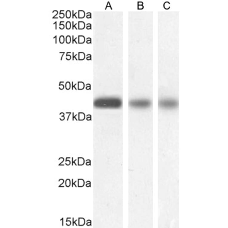Western Blot - Anti-Septin 3 Antibody (A82728) - Antibodies.com