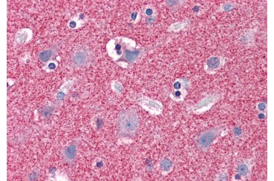 Immunohistochemistry - Anti-Septin 3 Antibody (A82728) - Antibodies.com
