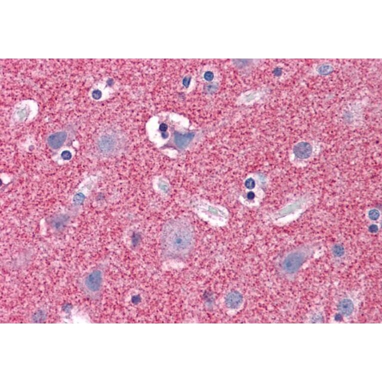 Immunohistochemistry - Anti-Septin 3 Antibody (A82728) - Antibodies.com