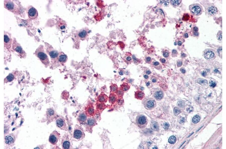 Immunohistochemistry - Anti-Septin 3 Antibody (A82728) - Antibodies.com
