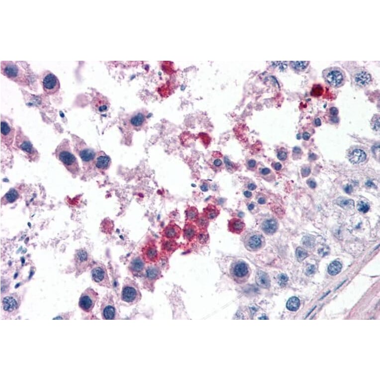 Immunohistochemistry - Anti-Septin 3 Antibody (A82728) - Antibodies.com