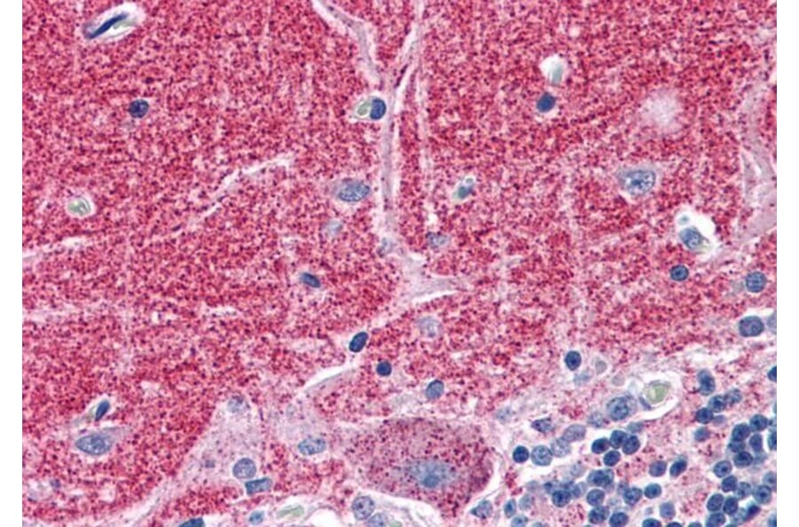 Immunohistochemistry - Anti-Septin 3 Antibody (A82728) - Antibodies.com