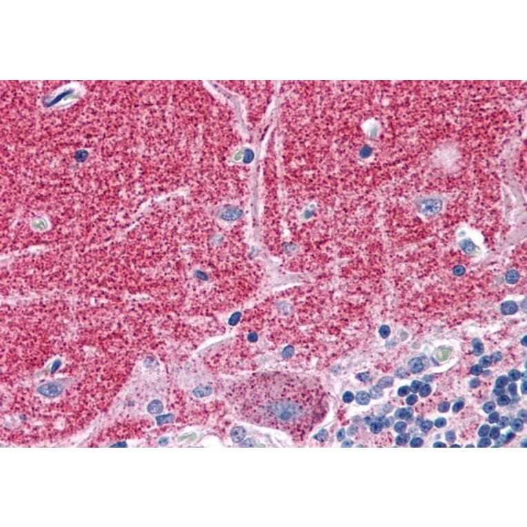 Immunohistochemistry - Anti-Septin 3 Antibody (A82728) - Antibodies.com