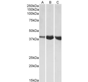 Western Blot - Anti-ALDOA Antibody (A82729) - Antibodies.com