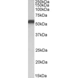 Western Blot - Anti-NR5A2/LRH1 Antibody (A82731) - Antibodies.com