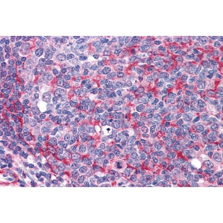 Immunohistochemistry - Anti-Thyroid Hormone Receptor alpha Antibody (A82734) - Antibodies.com