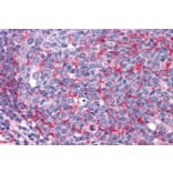 Immunohistochemistry - Anti-Thyroid Hormone Receptor alpha Antibody (A82734) - Antibodies.com