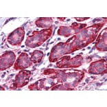 Immunohistochemistry - Anti-Thyroid Hormone Receptor alpha Antibody (A82734) - Antibodies.com