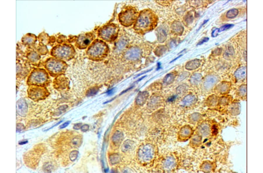 Immunohistochemistry - Anti-BOULE/BOLL Antibody (A82738) - Antibodies.com