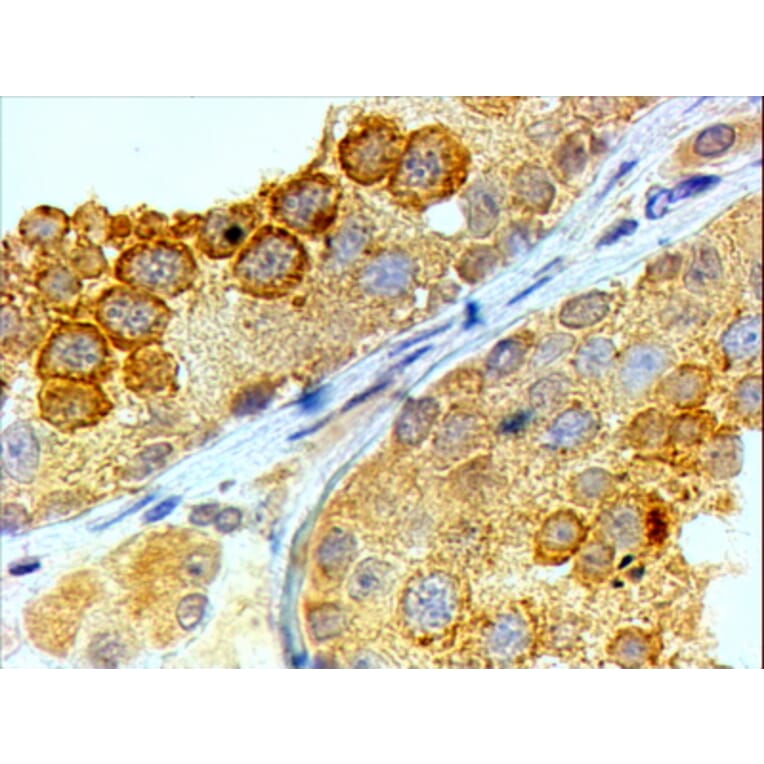 Immunohistochemistry - Anti-BOULE/BOLL Antibody (A82738) - Antibodies.com