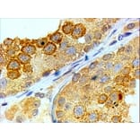 Immunohistochemistry - Anti-BOULE/BOLL Antibody (A82738) - Antibodies.com