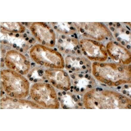 Immunohistochemistry - Anti-RNF34 Antibody (A82739) - Antibodies.com