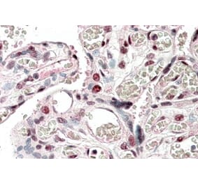 Immunohistochemistry - Anti-BBF2H7 Antibody (A82740) - Antibodies.com