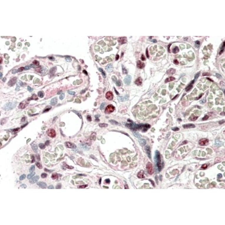 Immunohistochemistry - Anti-BBF2H7 Antibody (A82740) - Antibodies.com