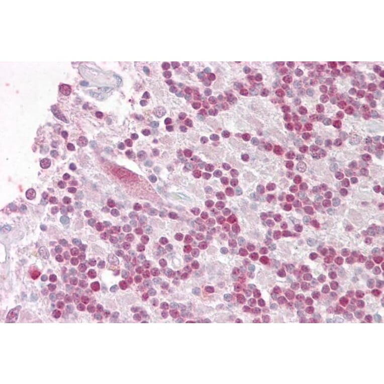 Immunohistochemistry - Anti-RNF36 Antibody (A82742) - Antibodies.com