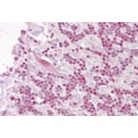 Immunohistochemistry - Anti-RNF36 Antibody (A82742) - Antibodies.com