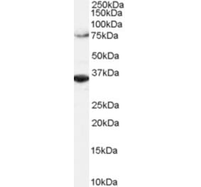 Western Blot - Anti-ORC3 Antibody (A82743) - Antibodies.com